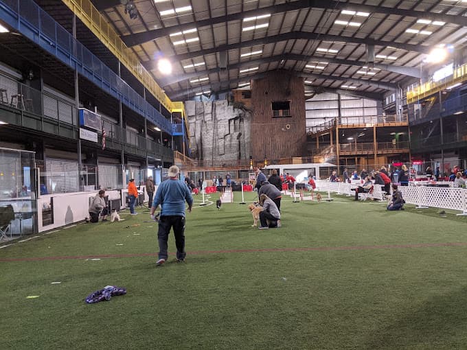 Flyball Dog Racing
